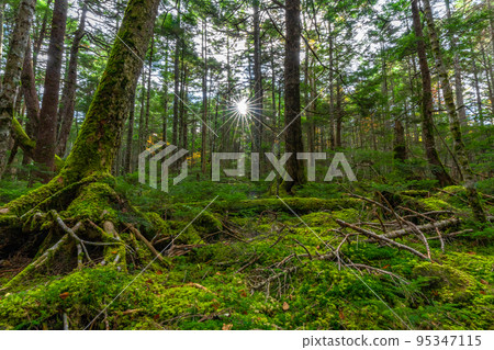 Kita Yatsugatake Moss Forest 95347115