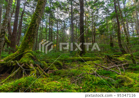 Kita Yatsugatake Moss Forest Kita Yatsugatake Moss Forest 95347116