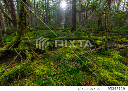 Kita Yatsugatake Moss Forest Kita Yatsugatake Moss Forest 95347119