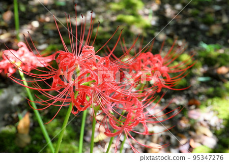 Oaza Narahara, Gose City, Nara Prefecture: Amaryllis (Manjushage) in the precincts of Kuhonji Temple on the Katsuragi Kodo Road at the foot of the Katsuragi Mountains 95347276
