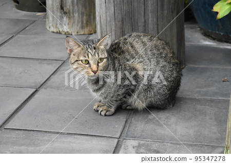 灰色條紋流浪貓 95347278