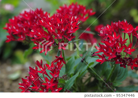 五硫化二磷 95347446