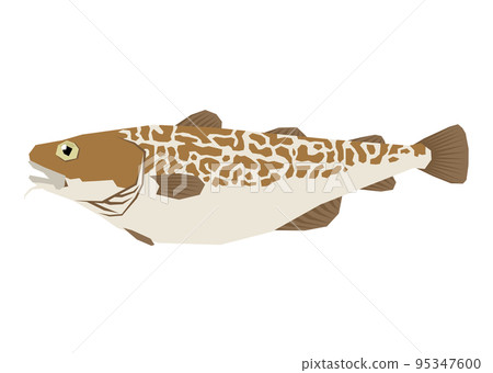 鱈魚圖 鱈魚圖 95347600