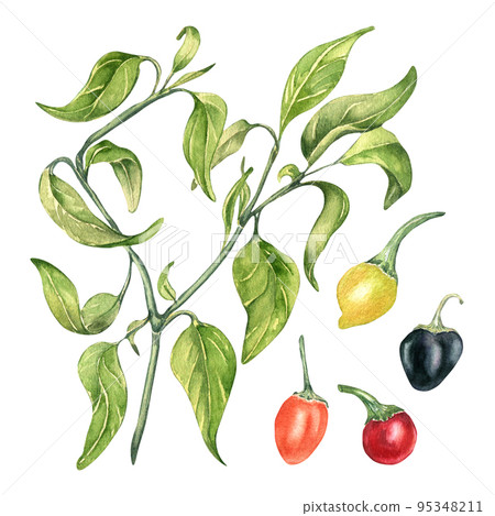 Hot pepper bush watercolor illustration isolated on white background. 95348211