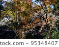 Minoh Park Autumn leaves 95348407