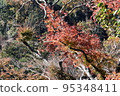 Minoh Park Autumn leaves 95348411