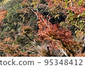 Minoh Park Autumn leaves 95348412