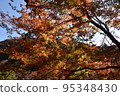 Minoh Park Autumn leaves 95348430