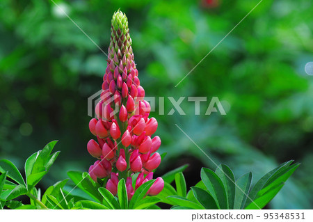 Lupine Lupine 95348531