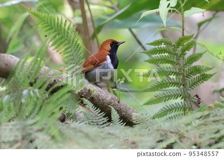 Trigonotylus 95348557