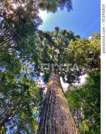 福知山舊伊勢神社/Kotai神社 福知山舊伊勢神社/Kotai神社 95348809