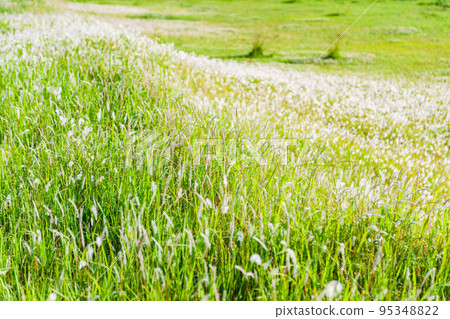 A grassy plain [ image of open field ] 95348822