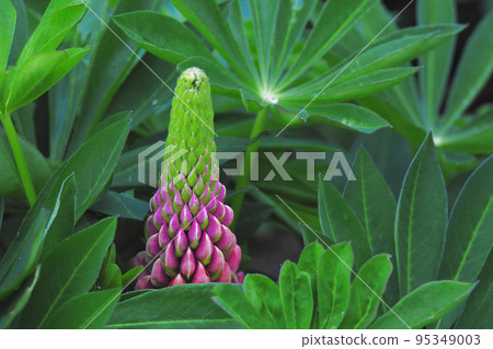 Lupine Lupine 95349003