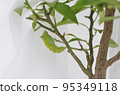 Pupation of a swallowtail <A citrus branch where a swallowtail pupates> 95349118