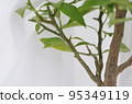 Pupae of a swallowtail (A swallowtail swallowtail just after pupation on a citrus branch) 95349119