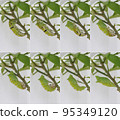 Pupation of a swallowtail <A citrus branch where a swallowtail pupates> 95349120