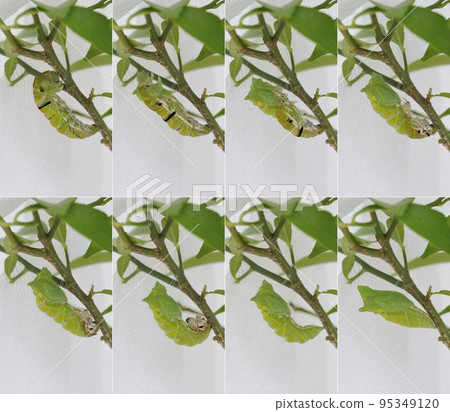 燕尾的化蛹 <燕尾化蛹的柑橘枝> 95349120