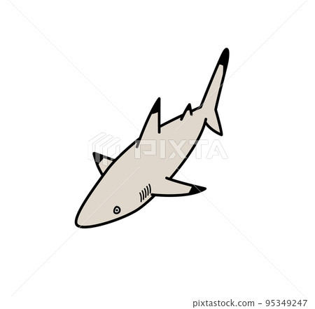礁鯊的插圖 95349247