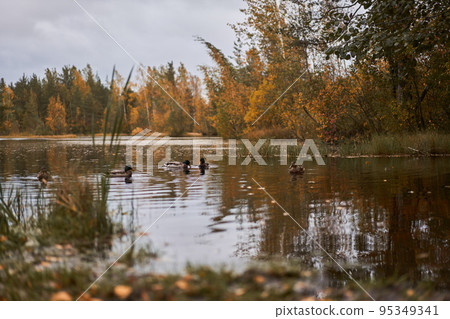 Forest pond with ducks surrounded by autumn foliage in the evening. Forest pond with ducks surrounded by autumn foliage in the evening. 95349341