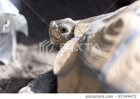 Riding turtle Hermann tortoise Rikugame Riding turtle Hermann tortoise Rikugame 95349472