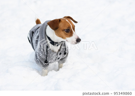 Cute Jack Russell Terrier dog wearing hoodie covered with snow Cute Jack Russell Terrier dog wearing hoodie covered with snow 95349860