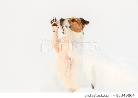 Dog feeling cold in snow begging owner to take him in hands 95349864