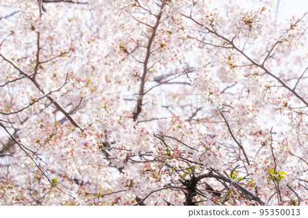櫻花盛開 櫻花盛開 95350013