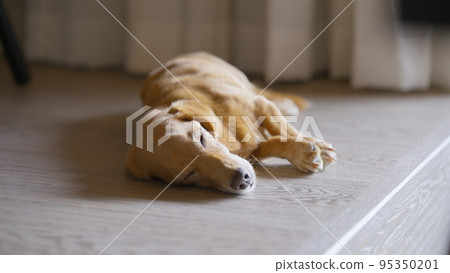 Old miniature dachshund taking a nap 95350201