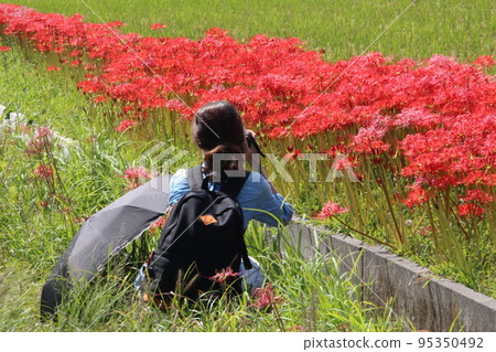 Red amaryllis blooming village and camera girl 95350492