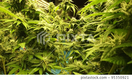 Cannabis plant in curative cannabis weed farm for medical cannabis product 95350921