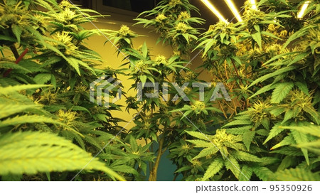 Cannabis plant in curative cannabis weed farm for medical cannabis product 95350926
