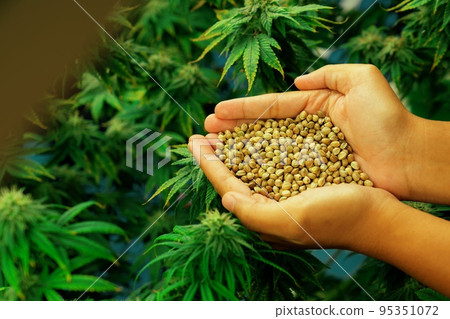 Closeup top view hands holding a gratifying heap of cannabis hemp seeds. Closeup top view hands holding a gratifying heap of cannabis hemp seeds. 95351072
