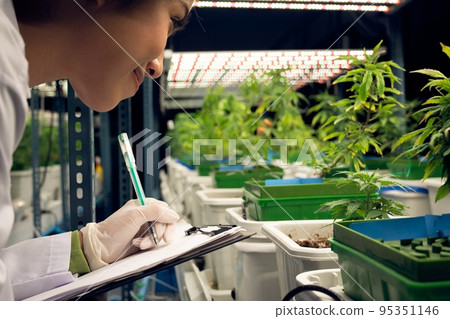 Female scientist research, and record data from gratifying cannabis plant in pot 95351146