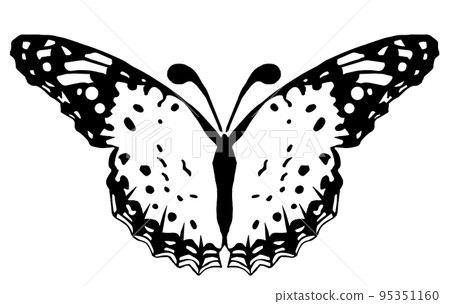 butterfly design butterfly design 95351160