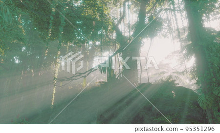 Lush rain forest with morning fog Lush rain forest with morning fog 95351296