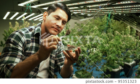 Marijuana farmer tests marijuana buds in curative marijuana farm 95351323