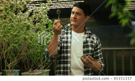 Marijuana farmer tests marijuana buds in curative marijuana farm 95351337