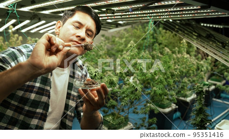 Marijuana farmer tests marijuana buds in curative marijuana farm Marijuana farmer tests marijuana buds in curative marijuana farm 95351416