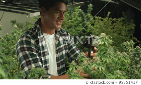 Cannabis farmer use microscope to analyze CBD in curative cannabis farm Cannabis farmer use microscope to analyze CBD in curative cannabis farm 95351417