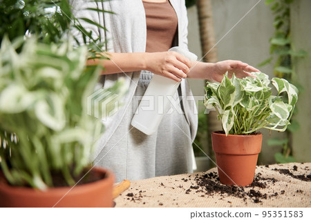 Hands of woman spraying potos flower after repotting it in clay pot Hands of woman spraying potos flower after repotting it in clay pot 95351583