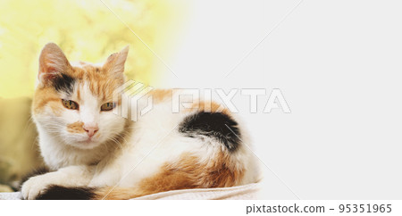 sad tricolor cat on a light background 95351965