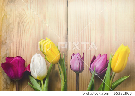 six colorful tulips on a wooden background six colorful tulips on a wooden background 95351966
