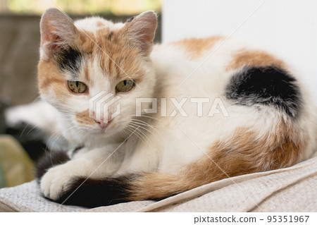 sad tricolor cat on a light background 95351967