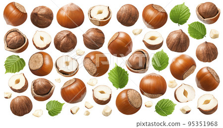 Set of hazelnuts, green leaves and small nut pieces isolated on white background. Collection #1-3 Set of hazelnuts, green leaves and small nut pieces isolated on white background. Collection #1-3 95351968