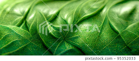 Spectacular green leaf with realistic texture reveal. Digital 3D illustration. 95352033