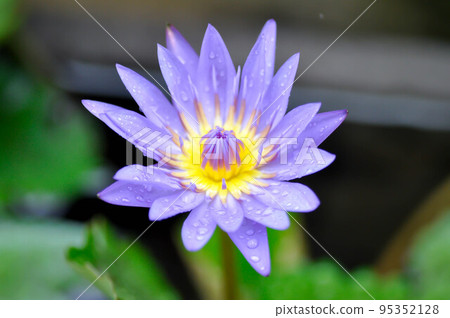 lotus or florescent purple lotus and rain drop 95352128