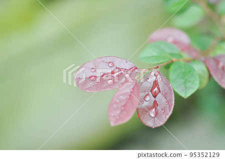 Chinese Fringe Flower or Loropetalum chinense and dew drop or rubrum Yieh or Hamamelidaceae or Chinese witch haze and rain drop 95352129