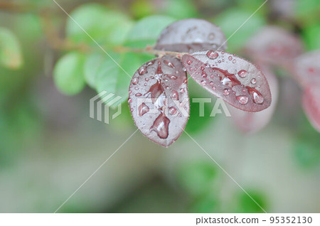 Chinese Fringe Flower or Loropetalum chinense and dew drop or rubrum Yieh or Hamamelidaceae or Chinese witch haze and rain drop 95352130