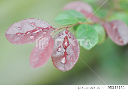 Chinese Fringe Flower or Loropetalum chinense and dew drop or rubrum Yieh or Hamamelidaceae or Chinese witch haze and rain drop 95352131