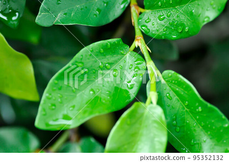 ficus pumila or climbing fig or MORACEAE and dew drop. 95352132